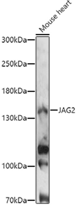 ABclonal Technology&nbsp;JAG2 Rabbit pAb