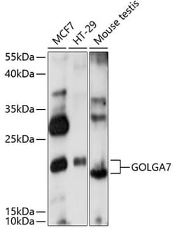 ABclonal Technology&nbsp;GOLGA7 Rabbit pAb