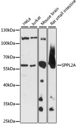 ABclonal Technology&nbsp;SPPL2A Rabbit pAb