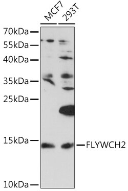 ABclonal Technology&nbsp;FLYWCH2 Rabbit pAb