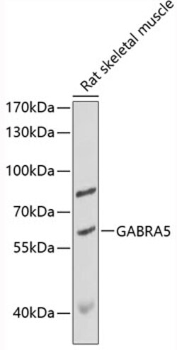 ABclonal Technology&nbsp;GABRA5 Rabbit pAb