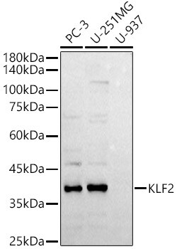 ABclonal Technology&nbsp;KLF2 Rabbit pAb