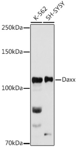 ABclonal Technology&nbsp;Daxx Rabbit pAb