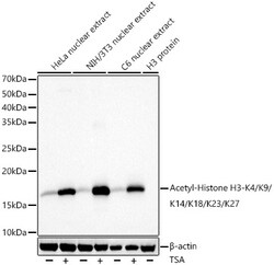 ABclonal Technology&nbsp;Acetyl-Histone H3-K4/K9/K14/K18/K23/K27 Rabbit pAb