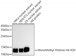 ABclonal Technology&nbsp;MonoMethyl-Histone H4-K20 Rabbit pAb