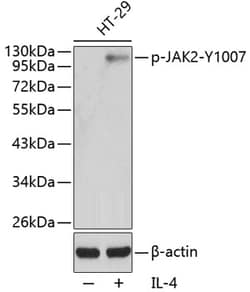 ABclonal Technology&nbsp;Phospho-JAK2-Y1007 Rabbit pAb