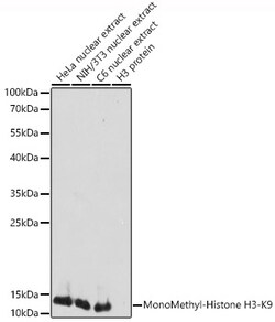 ABclonal Technology&nbsp;MonoMethyl-Histone H3-K9 Rabbit pAb