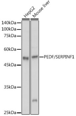 ABclonal Technology&nbsp;PEDF/SERPINF1 Rabbit pAb
