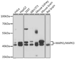 ABclonal Technology&nbsp;MAPK1/MAPK3 Rabbit pAb