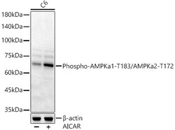 ABclonal Technology&nbsp;Phospho-AMPKa1-T183/AMPKa2-T172 Rabbit pAb