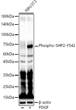 ABclonal Technology&nbsp;Phospho-SHP2-Y542 Rabbit pAb