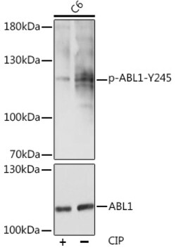 ABclonal Technology&nbsp;Phospho-c-Abl-Y245 Rabbit pAb