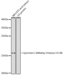 ABclonal Technology&nbsp;Symmetric DiMethyl-Histone H3-R8 Rabbit pAb