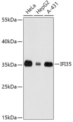 ABclonal Technology&nbsp;IFI35 Rabbit pAb