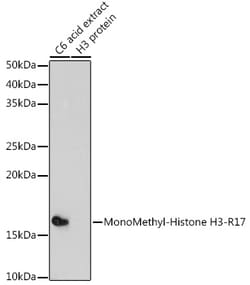 ABclonal Technology&nbsp;MonoMethyl-Histone H3-R17 Rabbit pAb