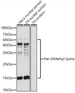 ABclonal Technology&nbsp;Pan DiMethyl-lysine Rabbit pAb