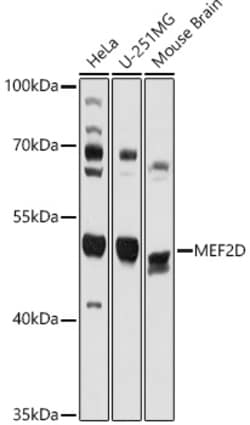 ABclonal Technology&nbsp;MEF2D Rabbit pAb