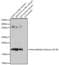 ABclonal Technology&nbsp;MonoMethyl-Histone H3-R8 Rabbit pAb