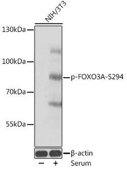 ABclonal Technology&nbsp;Phospho-FOXO3A-S294 Rabbit pAb