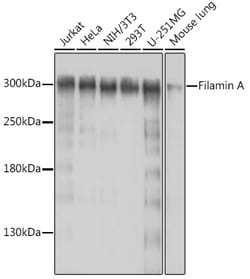 ABclonal Technology&nbsp;Filamin A Rabbit pAb