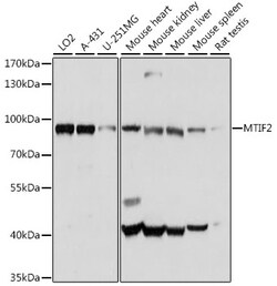 ABclonal Technology&nbsp;MTIF2 Rabbit pAb