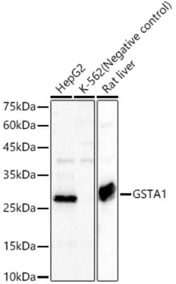 ABclonal Technology&nbsp;GSTA1 Rabbit pAb