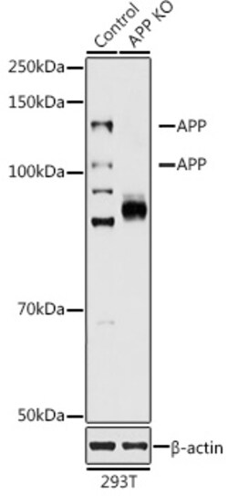 ABclonal Technology&nbsp;[KO Validated] APP Rabbit pAb