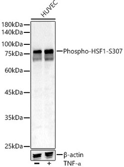 ABclonal Technology&nbsp;Phospho-HSF1-S307 Rabbit pAb