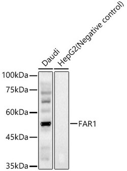 ABclonal Technology&nbsp;FAR1 Rabbit pAb