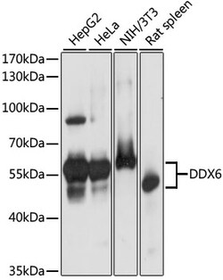 ABclonal Technology&nbsp;DDX6 Rabbit pAb