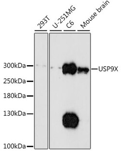 ABclonal Technology&nbsp;USP9X Rabbit pAb