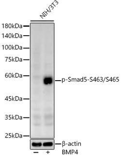 ABclonal Technology&nbsp;Phospho-Smad5-S463/S465 Rabbit pAb