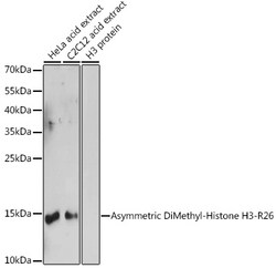 ABclonal Technology&nbsp;Asymmetric DiMethyl-Histone H3-R26 Rabbit pAb
