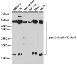ABclonal Technology&nbsp;Pan DiMethyl-lysine Rabbit pAb