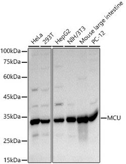 ABclonal Technology&nbsp;MCU Rabbit pAb