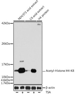 ABclonal Technology&nbsp;Acetyl-Histone H4-K8 Rabbit pAb