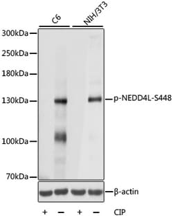 ABclonal Technology&nbsp;Phospho-NEDD4L-S448 Rabbit pAb