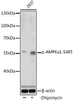 ABclonal Technology&nbsp;Phospho-AMPKα1-S485 Rabbit pAb