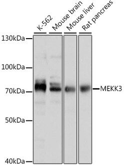 ABclonal Technology&nbsp;MEKK3 Rabbit pAb