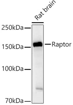 ABclonal Technology&nbsp;Raptor Rabbit pAb
