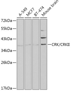 ABclonal Technology&nbsp;CRK/CRKII Rabbit pAb
