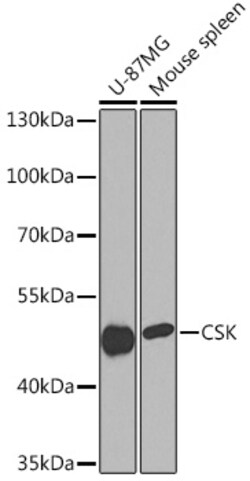 ABclonal Technology&nbsp;CSK Rabbit pAb