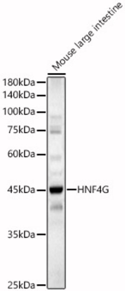 ABclonal Technology&nbsp;HNF4G Rabbit pAb