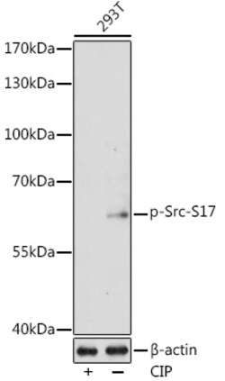 ABclonal Technology&nbsp;Phospho-Src-S17 Rabbit pAb