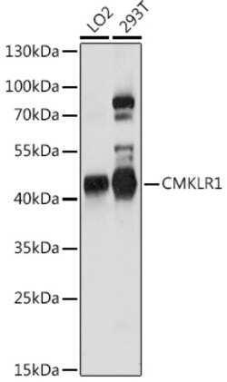 ABclonal Technology&nbsp;CMKLR1 Rabbit pAb