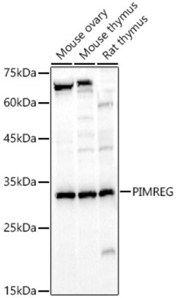ABclonal Technology&nbsp;PIMREG Rabbit pAb