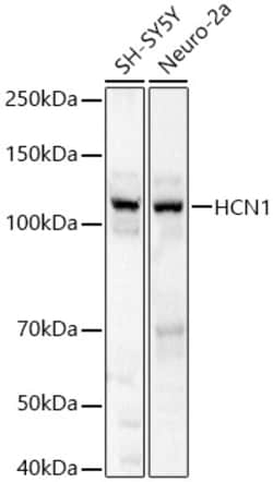 ABclonal Technology&nbsp;HCN1 Rabbit pAb