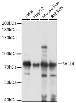 ABclonal Technology&nbsp;Sall4 Rabbit pAb