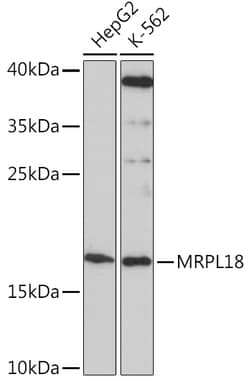 ABclonal Technology&nbsp;MRPL18 Rabbit pAb