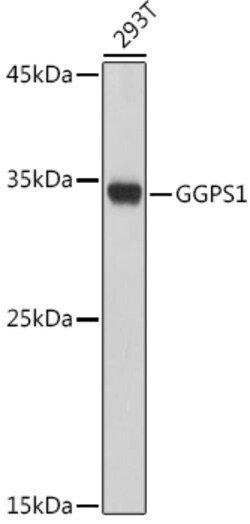 ABclonal Technology&nbsp;GGPS1 Rabbit pAb
